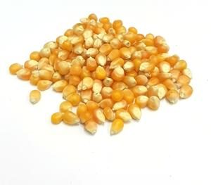 Καλαμπόκι Για Πόπ Κόρν